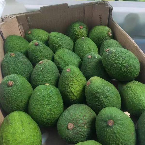 Avocado
