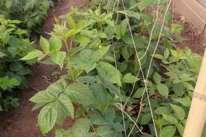 How to Plant Red Raspberries Successfully