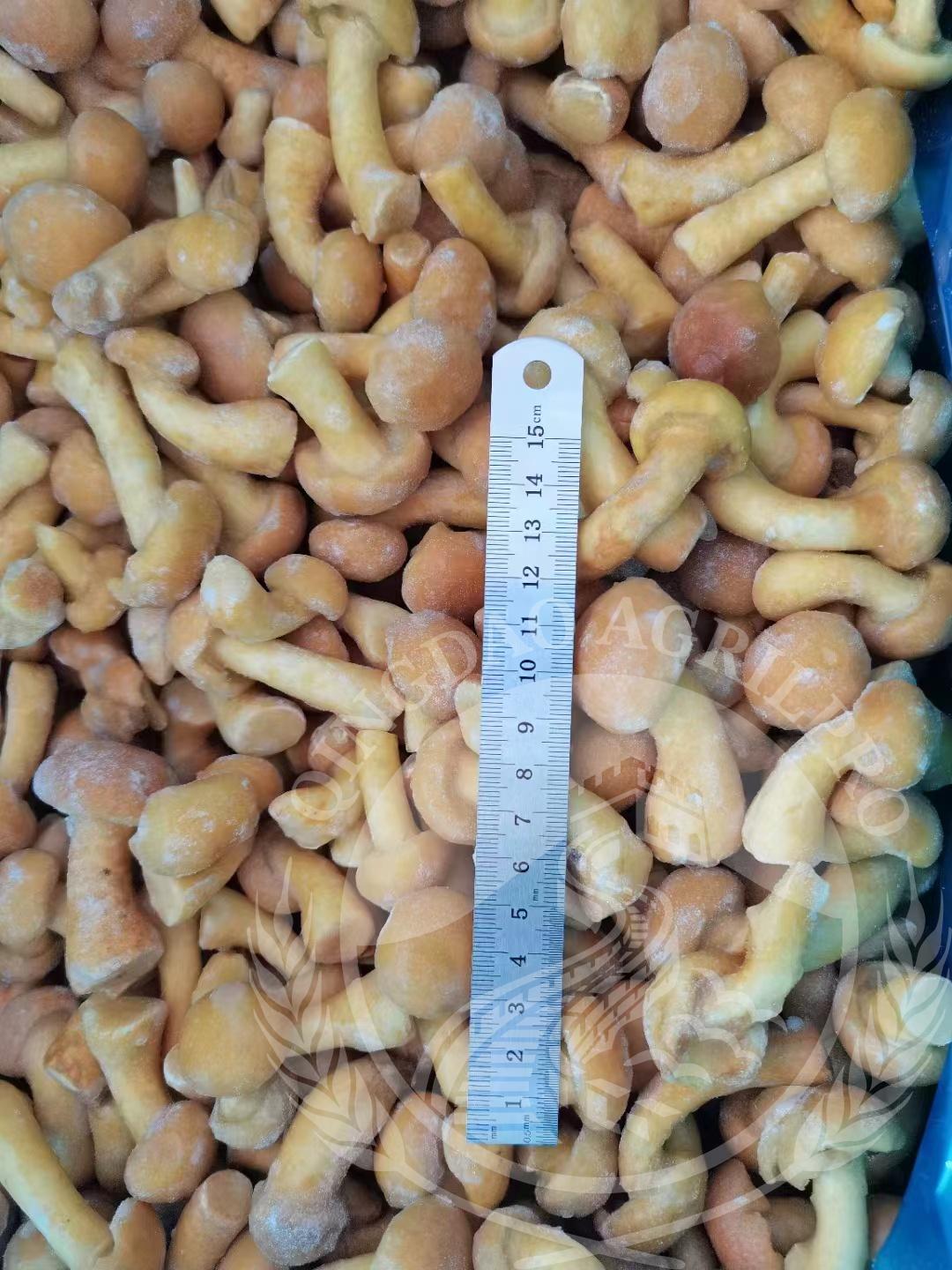 mushroom